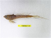 藏品(日本(魚銜))的圖片